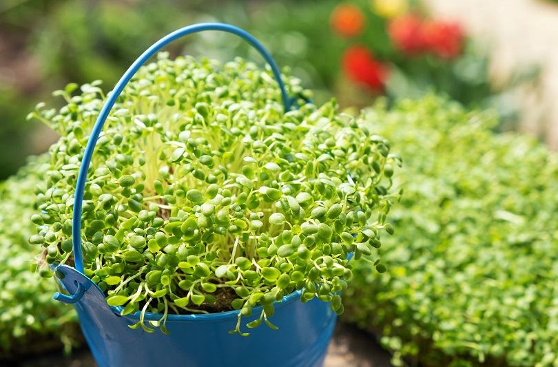 Creson: planta medicinala cu beneficii pentru oboseala, imunitate si digestie